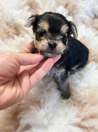 Mini femminuccia mix chihuahua / yorkshire