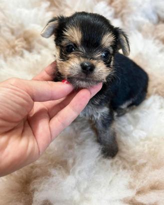 Mini femminuccia mix chihuahua / yorkshire