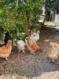 Galline Moroseta