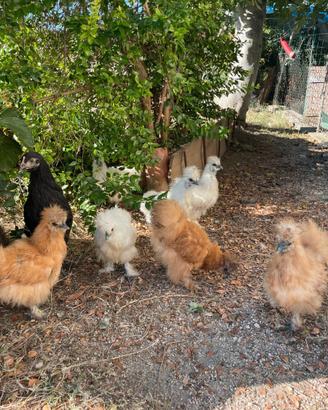 Galline Moroseta