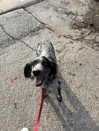 Setter cane da compagnia