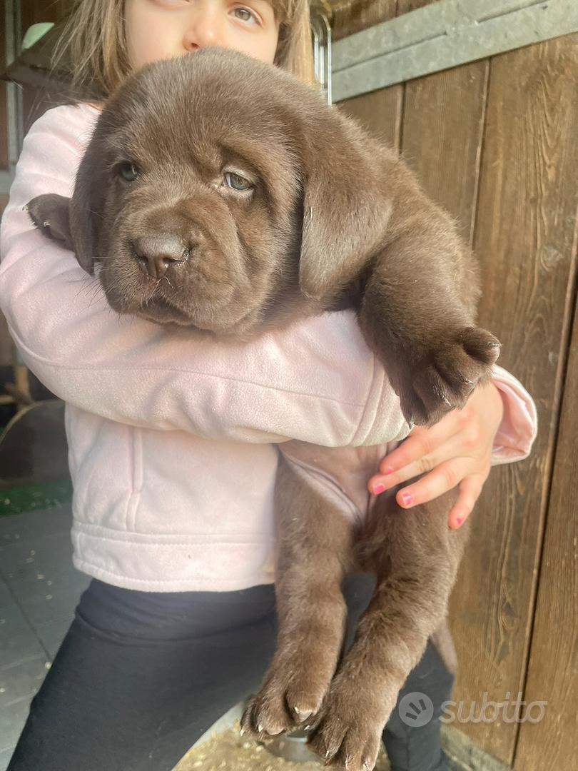 Labrador marroni con pedigree - Animali In vendita a Siena