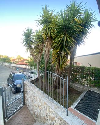 YUCCA GIGANTEA