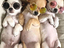 Immagine 6