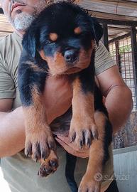 CUCCIOLI ROTTWEILER PEDIGREE