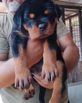 CUCCIOLI ROTTWEILER PEDIGREE