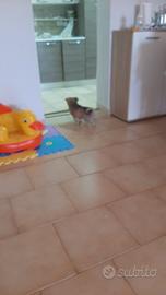 Cane volpino