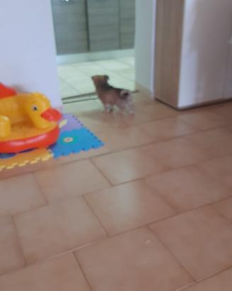 Cane volpino