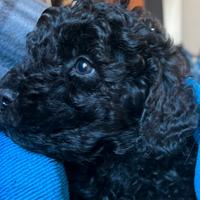 Barboncino nano con pedigree