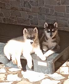 Cuccioli Siberian husky