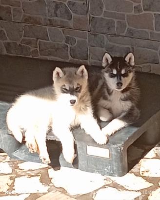 Cuccioli Siberian husky
