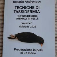 Tassidermia, preparazione in pelle di un merlo