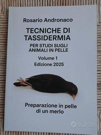 Tassidermia, preparazione in pelle di un merlo