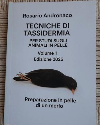 Tassidermia, preparazione in pelle di un merlo