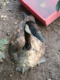 Oca del canada