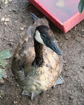 Oca del canada