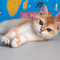 British shorthair golden