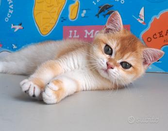 British shorthair golden