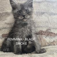 Maine Coon cuccioli - disponibili dal 5 di ottobre