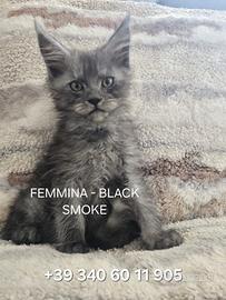 Maine Coon cuccioli - disponibili dal 5 di ottobre