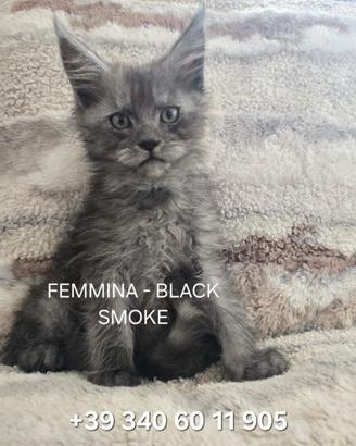 Maine Coon cuccioli - disponibili dal 5 di ottobre