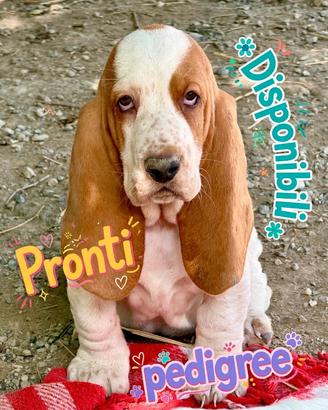Il tuo bassethound ORA paghi con comodo