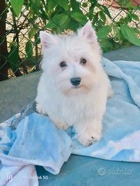 West White hinghland terrier