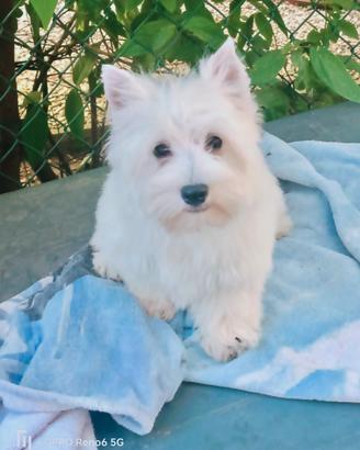 West White hinghland terrier