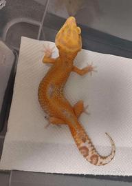 Geco leopardino 0.1