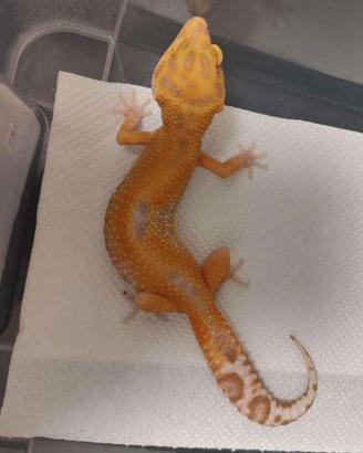 Geco leopardino 0.1