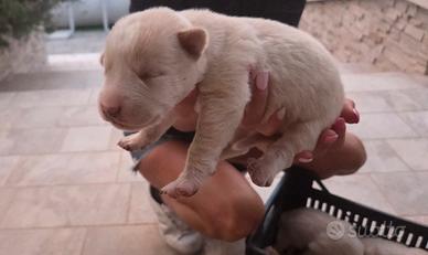 Cuccioli cane da  pastore dell'Asia centrale PAC 