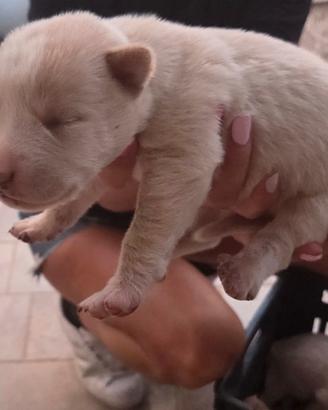 Cuccioli cane da  pastore dell'Asia centrale PAC 