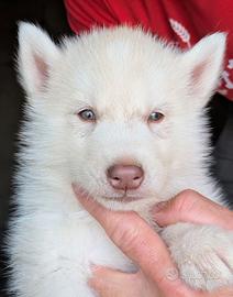 Cuccioli siberian husky