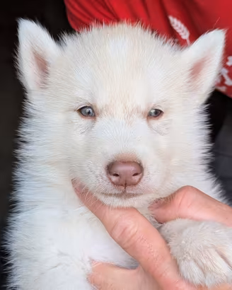 Cuccioli siberian husky