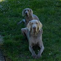 Cuccioli Weimaraner in arrivo