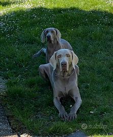 Cuccioli Weimaraner in arrivo