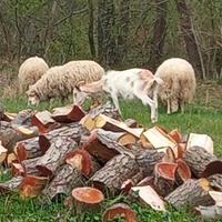 Ariete maschio e femmina di pecore brigasche