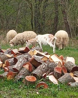 Ariete maschio e femmina di pecore brigasche
