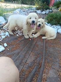 Golden Retriever con pedigree ENCI