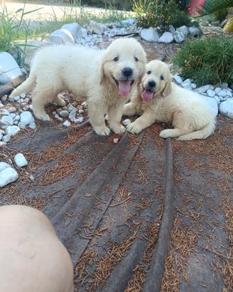 Golden Retriever con pedigree ENCI