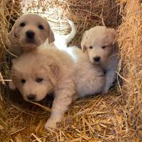 Cuccioli di pastore abruzzese