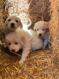 Cuccioli di pastore abruzzese