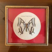 collezione di farfalle