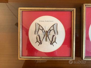 collezione di farfalle