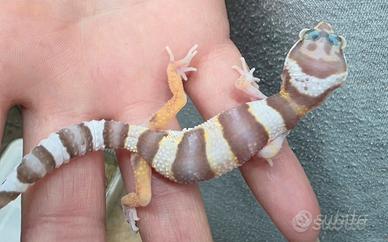 Gechi leopardini giovani