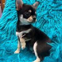 Chihuahua