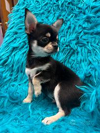 Chihuahua