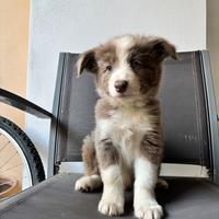 Cucciolo di border collie
