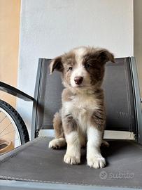 Cucciolo di border collie