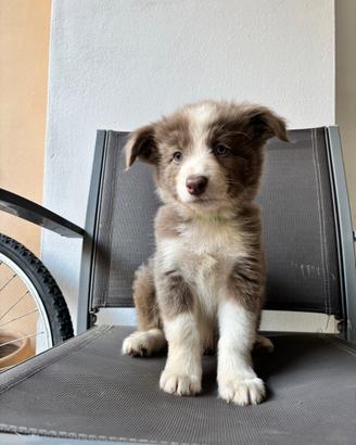 Cucciolo di border collie